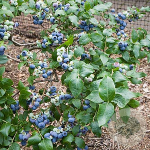 Vaccinium c. 'Northland' 60-70 cm 2,0L