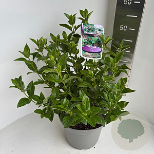Viburnum tinus 40-50 cm 5,0L
