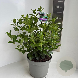 Viburnum tinus 40-50 cm 5,0L
