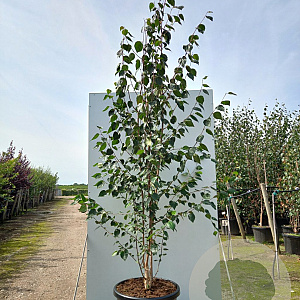 Betula utilis jacquemontii 200-250 cm cont. 70L meerstammig