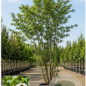 Davidia involucrata 200-250 cm cont. 70L meerstammig