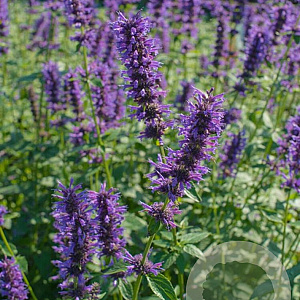 Agastache 'Serpentine' GM P9 BIO