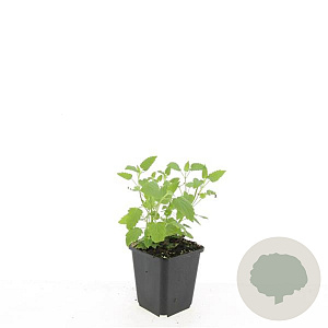 Agastache 'Black Adder' GM P9 BIO