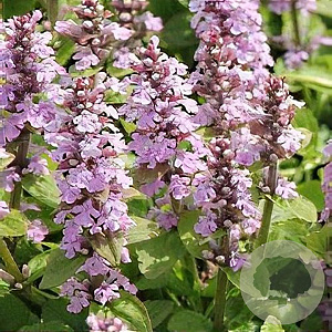 Ajuga reptans 'Rosea' GM P9 BIO