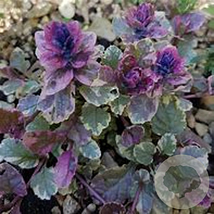 Ajuga reptans 'Variegata' GM P9 BIO