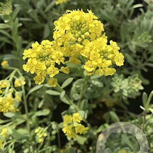 Alyssum montanum GM P9 BIO