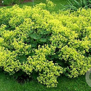 Alchemilla sericata 'Gold Strike' GM P9 BIO