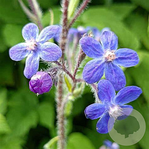 Anchusa azurea 'Dropmore' GM P9 BIO
