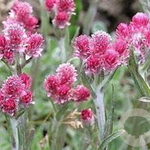 Antennaria dioica 'Rubra' GM P9 BIO