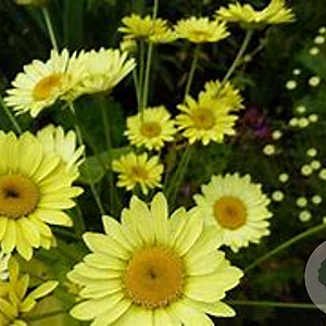 Anthemis hyb. 'Dwarf Form' GM P9 BIO