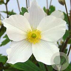 Anemone 'Wild Swan' GM P9 BIO