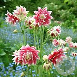 Aquilegia 'Nora Barlow' GM P9 BIO