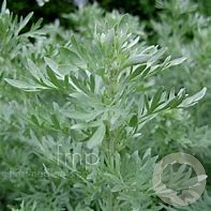 Artemisia abs. 'Lambrook Silver' GM P9 BIO