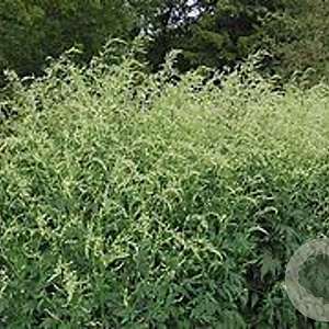 Artemisia lactiflora 'Elfenbein' GM P9 BIO
