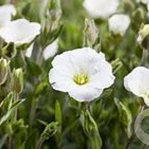 Arabis procurrens 'Neuschnee' GM P9 BIO