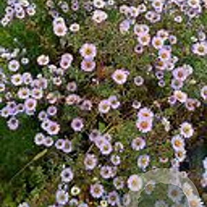 Aster amethystinus 'Freiburg' GM P9 BIO
