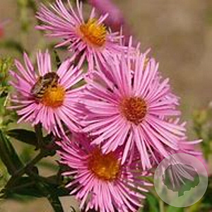 Aster (D) 'Alice Haslam' GM P9 BIO