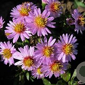 Aster (D) 'Marjorie' GM P9 BIO