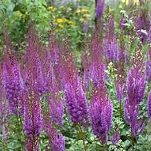 Astilbe c. 'Pumila' GM P9 BIO