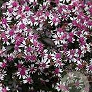 Aster l. 'Lady in Black' GM P9 BIO