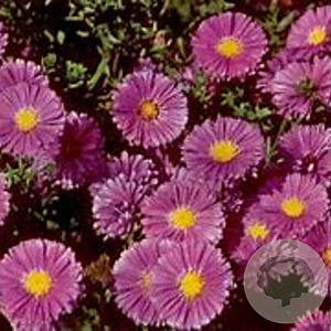 Aster n.-b. 'Sarah Ballard' GM P9 BIO
