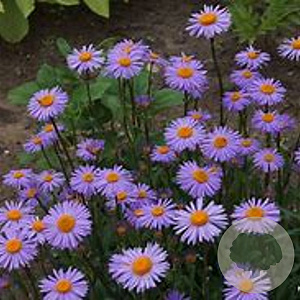 Aster tongolensis 'Napsbury' GM P9 BIO