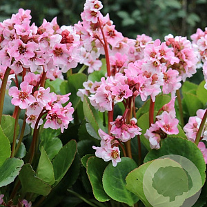 Bergenia 'Harzkristall' GM P9 BIO
