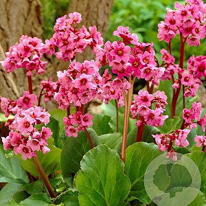 Bergenia 'Morgenröte' GM P9 BIO