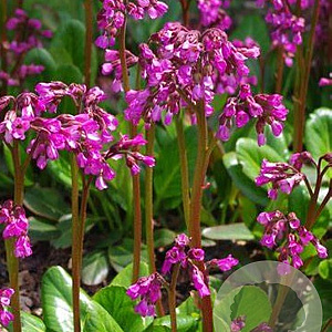 Bergenia 'Wintermärchen' GM P9 BIO