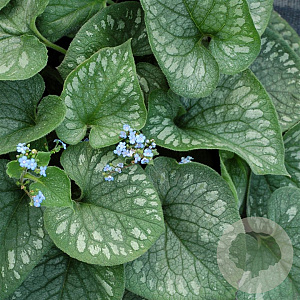 Brunnera macr. 'Emerald Mist' GM P9 BIO