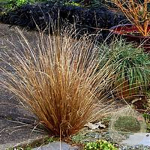Carex buchananii GM P9 BIO