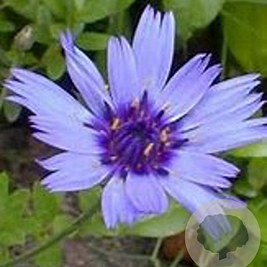 Catananche caerulea GM P9 BIO