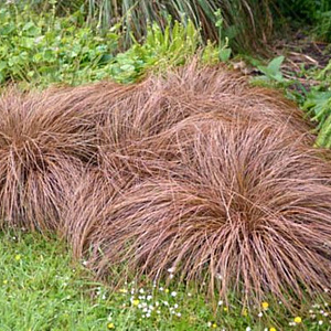 Carex comans 'Bronze Form' GM P9 BIO