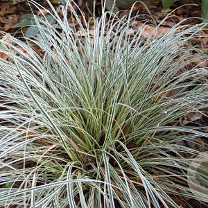 Carex conica 'Snowline' GM P9 BIO