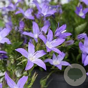 Campanula posch. 'Stella' GM P9 BIO