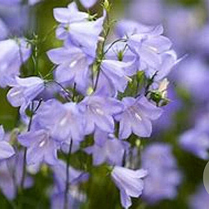 Campanula rotundifolia GM P9 BIO