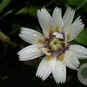 Catananche caerulea 'Alba' GM P9 BIO