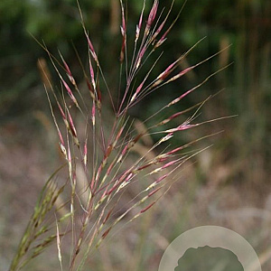 Chrysopogon gryllus GM P9 BIO