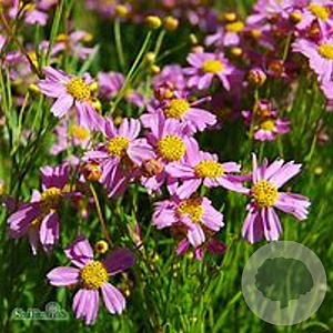 Coreopsis r. 'American Dream' GM P9 BIO