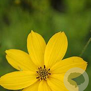 Coreopsis vert. 'Zagreb' GM P9 BIO