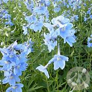 Delphinium (B) 'Cliveden Beauty' GM P9 BIO