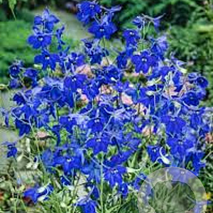 Delphinium (B) 'Völkerfrieden' GM P9 BIO