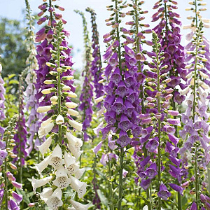 Digitalis purp. 'Gloxiniiflora' GM P9 BIO