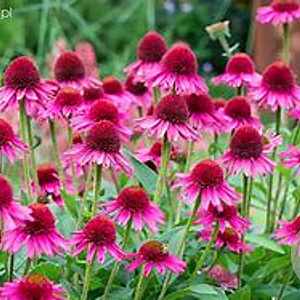 Echinacea Delicious Candy GM P9 BIO