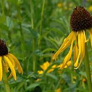 Echinacea paradoxa GM P9 BIO
