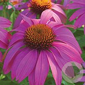 Echinacea p. Powwow Wild Berry GM P9 BIO