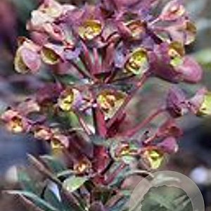 Euphorbia Blackbird GM P9 BIO