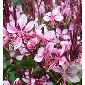 Gaura l. Cherry Brandy GM P9 BIO