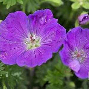 Geranium sang. 'Max Frei' GM P9 BIO