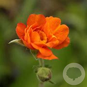 Geum 'Prinses Juliana' GM P9 BIO
